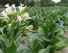 Tab�k Virginsk� - Havana (rostlina: nicotiana tabacum) - semena tab�ku 200-300 ks **