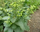 Tab�k Selsk� (rostlina: nicotiana rustica)  - semena 200 ks *