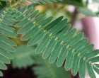 Citlivka stydlivá (masožravka: mimosa pudica) - semena masožravky 7 ks **