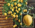 Pepíno (rostlina: solanum muricatum) - semena pepína 7 ks *