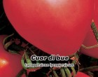 Raj�e ty�kov� - Cuor di blue - semena raj�ete 0,2g