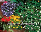 Letni�ky balkonov� - Sm�s druh� a barev - semena letni�ek 1g