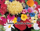Letni�ky k �ezu - Sm�s druh� a barev - semena letni�ek 1g