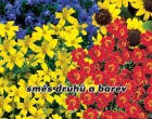 Letni�ky n�zk� - Sm�s druh� a barev - semena letni�ek 1g