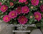 Astra Pr�honick� trpasl�k - R��ov� - semena 0,5g