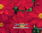Krásenka sírožlutá - Redcrest - semena krásenky 1g