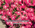Lobelka drobná - Karmínově červená - semena lobelky 0,2g