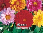 Ji�inka prom�nliv� - Figaro - semena ji�inky 0,8g