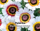 Kopretina kýlnatá - Polárka - semena kopretiny 0,4g