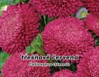 Astra ��nsk�, pomponkovit� - T�e��ove �erven� - semena 0,4g