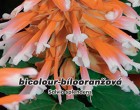 Šalvěj zařivá (Rostlina: Salvia splendens) - bicolour - semena šalvěje 0,3 g
