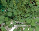 An�z (Bedrn�k An�z - Rostlina: Pimpinella annisum) - Jaron - Semena 1,5 g