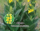 Divizna velkokv�t� - Zlata (Rostlina: Verbascum densiflorum) - Semena 0,2 g
