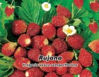 Jahodník měsíční - Rujana - semena jahodníku 0,2 g