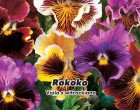 Maceška zahradní - Rokoko (Květina: Viola x wittrockiana) - semena macešky 0,2 g