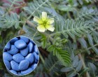Kotvičník Zemní (rostlina: tribulus terrestris) - semena 10 ks *