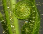 Maso�rav� rostliny - Rosnatka (maso�ravka : drosera indica) Pink flower - semena rosnatky 30 ks **