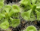 Masožravé rostliny - Rosnatka (masožravka: drosera burmannii) - semena rosnatky 30 ks **
