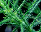 Byblida (maso�ravka: byblis liniflora) - semena maso�ravky 15 ks **