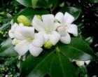Murraya (rostlina: murraya exotica) - semena murrayy 5 ks *