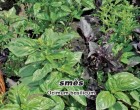Bazalka mix - Genovese, Letuce Leaf, Red Rubin (rostliny: ocinum basilicum) semena 0,4g