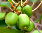 Minikiwi Issai (rostlina: actinidia arguta Issai) - semena 7 ks
