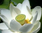 Lotos Indický (rostlina: nelumbo nucifera) - semena lotosu 4 ks