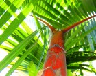 Palma Oranžová (Cyrtostachys renda) 4 semena