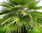 Palma Evropská (rostlina: Chamaerops humilis) - 2 semena palmy