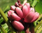 Banánovník Velutina (rostlina: Musa velutina) - 5 semen banánovníku