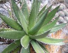 Agáve garciae mendozae (Agave garciae mendozae) 10 semen