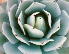 Ag�ve Parryi (rostlina: Agave parryi) - semena 10 ks
