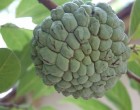 Annona - Láhevník (rostlina: Annona squamosa) - semena annony 7 ks