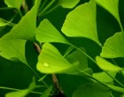 Ginko Biloba - Jinan (rostlina: Ginkgo biloba) - semena ginkga 3 Ks