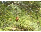 Borovice Himal�jsk� (rostlina: pinus roxburghii) - 4 semena borovice