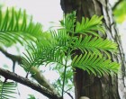 Metasekvoj Čínská (rostlina: Metasequoia glyptostroboides) - cca 12 semen