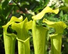 �pirlice K��dlat� (rostlina: Sarracenia alata) - cca 12 semen maso�ravky