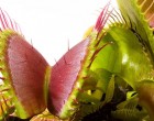 Mucholapka Podivn� (rostlina: dionaea muscipula) - cca 20 semen maso�ravky