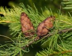 Modřín Sibiřský (rostlina: Larix sibirica) - cca 12 semen modřínu