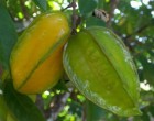 Karambola - Hvězdné ovoce (rostlina: averrhoa carambola) - 5 semen karamboly