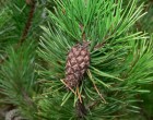 Borovice Pob�e�n� (rostlina: Pinus contorta) - 7 semen borovice