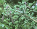 Smrk Dra�� (rostlina: Picea asperata) - 10 semen smrku