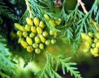 Thuja Z�padn� (rostlina: Thuja occidentalis) - cca 30 semen thuje