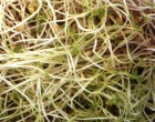 Zdrav� kl��ky - �o�ka (rostlina: Lens culinaris) - zdrav� BIO kl��ky, osivo  40g