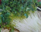 Zdravé klíčky - Ředkvička (rostlina: Raphanus sativus) - Bio klíčky - semena 40g