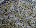 Zdrav� kl��ky - Fenykl (rostlina: Foeniculum vulgare) - Bio kl��ky - semena 20g