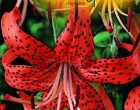Lilie - Splendens - cibule 1 ks