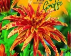 Jiřinka - Orange Giraffe - cibule 1 ks