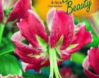 Lilie - Black Beauty - cibule 1 ks