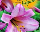 Lilie - Pink Perfection - cibule 1 ks